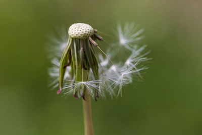 Close-up of dandelion plant