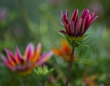 Close-up of pink flower