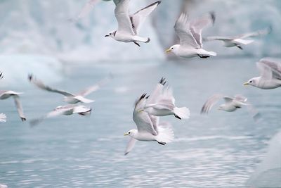 Seagulls flying over sea