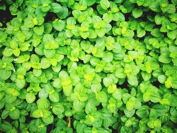 Full frame shot of fresh green plants