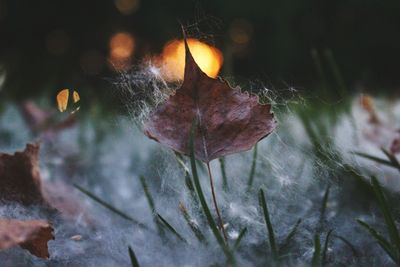 Close-up of leaves against blurred background