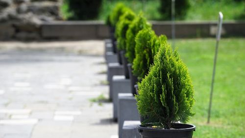 Close-up of potted plant in park