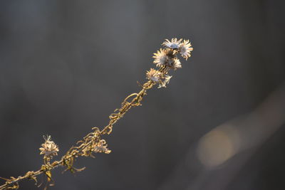 Close-up of wilted flower