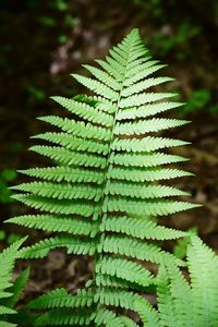 Close-up of fern leaves