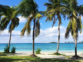 Palm trees on beach against blue sky