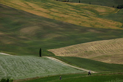 Scenic view of grassy landscape