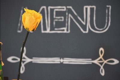 Close-up of yellow rose against menu