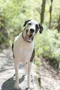 Handsome great dane dog on hiking trail with tongue hanging out.