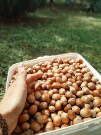 High angle view of nuts in container