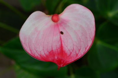 Close-up of pink flower
