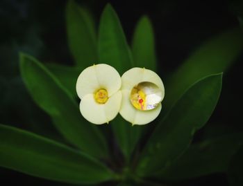 Close-up of white flowering plant against black background