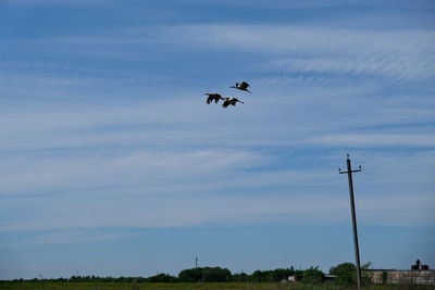 Low angle view of bird flying in sky