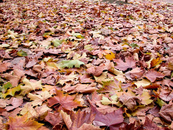 Full frame shot of autumn leaves