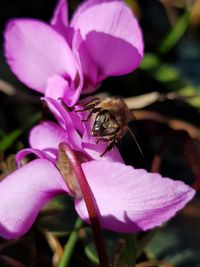 Close-up of bee pollinating on pink flower