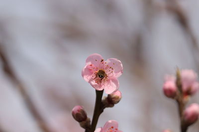 Close-up of pink cherry blossom