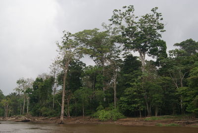 Trees in forest against sky