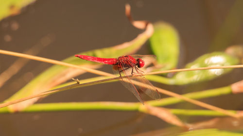 Close-up of insect on plant