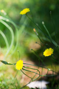 Close-up of yellow flowers
