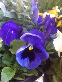 Close-up of purple flowers blooming outdoors