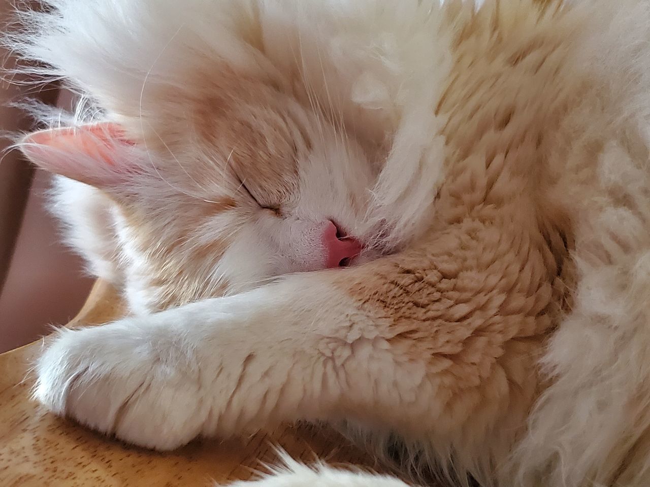 CLOSE-UP OF CAT SLEEPING ON BED