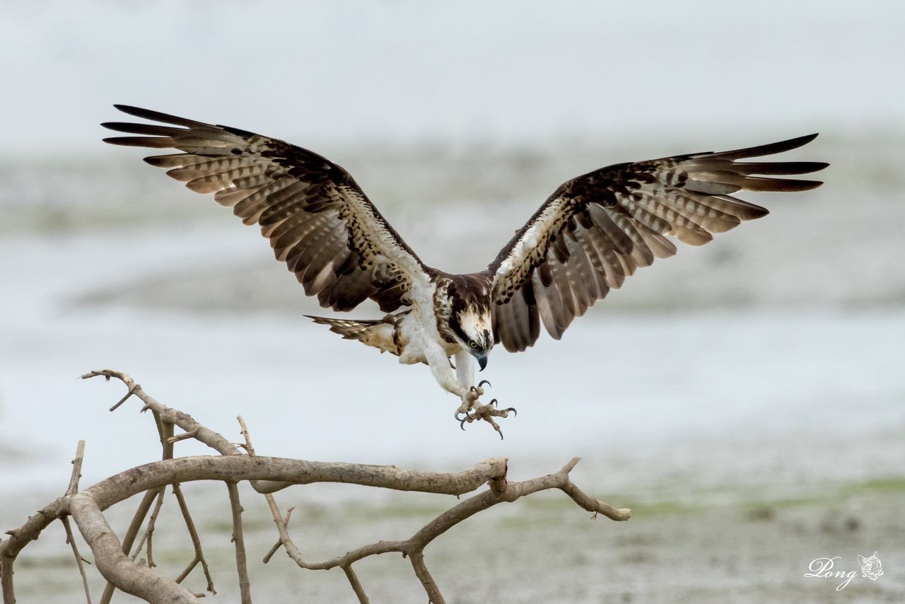 BIRD FLYING OVER WHITE BACKGROUND