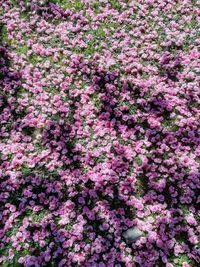 High angle view of pink flowering plants on land