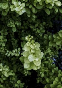 Close-up of flowering plant