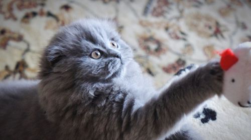 Close-up of cat looking away at home