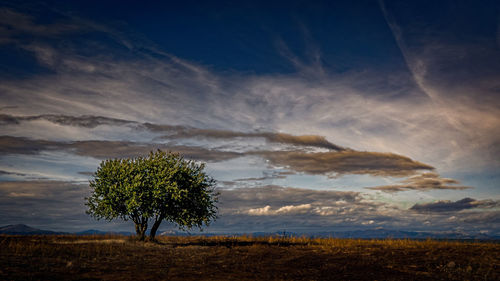 Single tree on field against sky