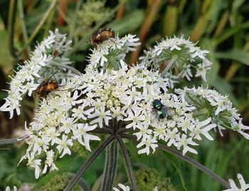 Close-up of bee on white flowers