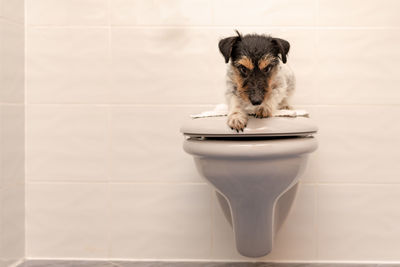 Portrait of dog sitting on toilet seat against wall