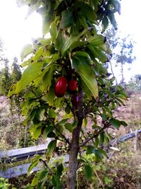 Close-up of cherries on tree