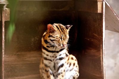 Close-up of a cat looking away