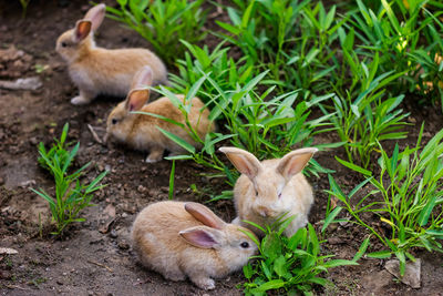 Rabbits on field