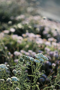 Close-up of plant against blurred background