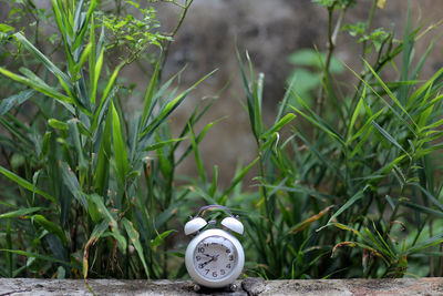 Close-up of clock amidst plants on field
