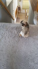 High angle view of dog on floor at home