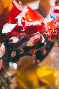 Close-up of multi colored roses