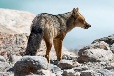 Fox on rock