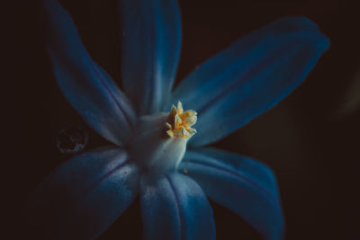 Close-up of purple flower