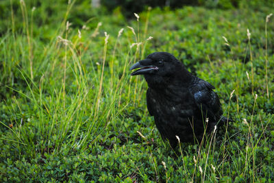 Black bird perching on grass