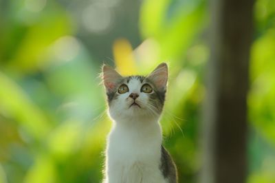 Close-up portrait of a cat against blurred background