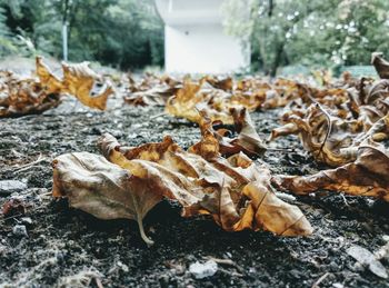 Close-up of fallen autumn leaves