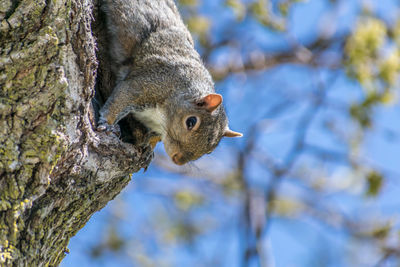 Close-up of squirrel on tree