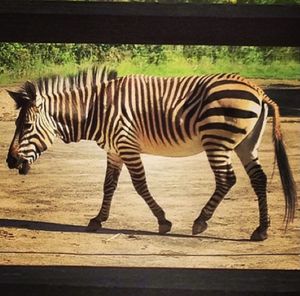 Zebra standing in zoo