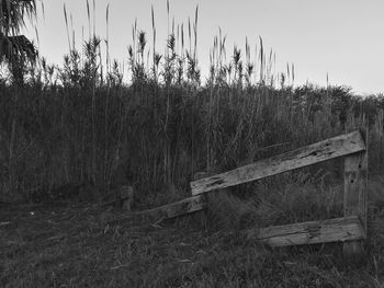 Plants on field against sky