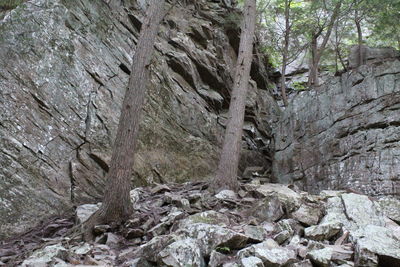 Close-up of trees in forest