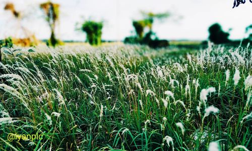 Close-up of grass in field