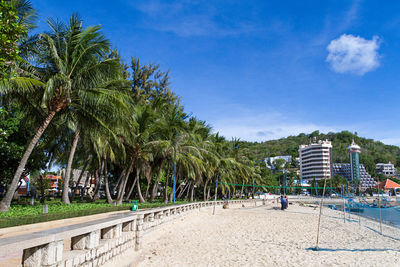 Palm trees on beach