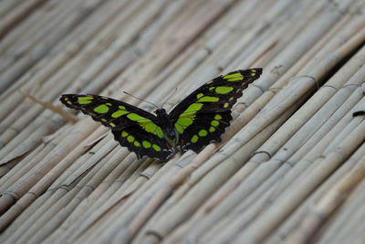 High angle view of butterfly on wood